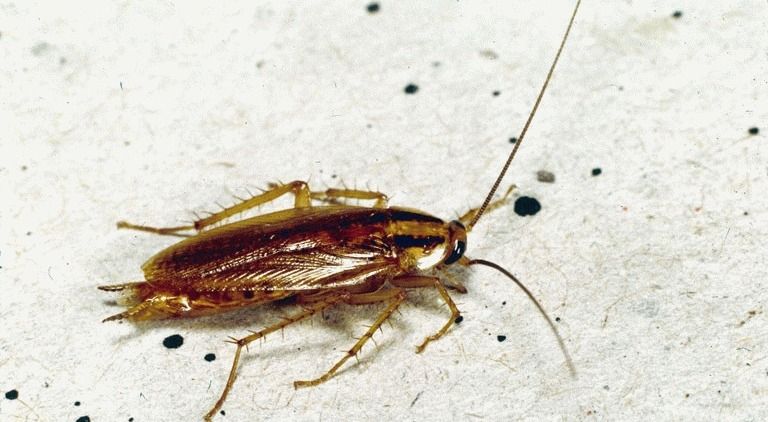 jak usunąć karaluchy